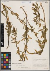 Foto von Salix excelsa S. G. Gmel.